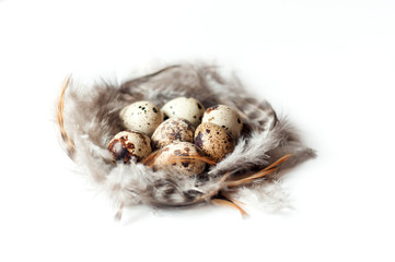 quail eggs and feathers on white background