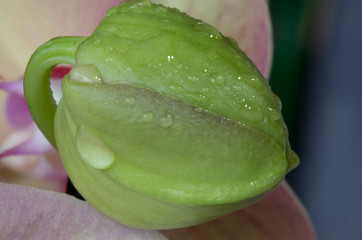 green leaf with water drops