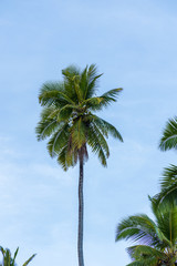 Palm tree at Corbyns Cove beach in Port Blair in the Andaman and Nicobar Islands, India. 