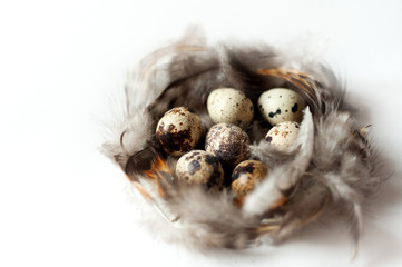 quail eggs and feathers on white background