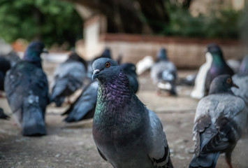 Pigeons on the street are photographed from the ground level. One is looking into the camera. No food anymore on the streets.
