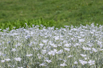 Blooming white flowers with a silver stem and leaves (cerastium) in the field.