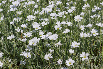 White flowers with a silver stem and leaves (cerastium) in the garden, close-up