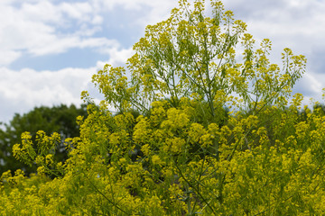 Yellow rapeseed flowers against the blue sky
