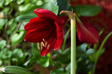 Red amaryllis flower on a green background. Flower blooming, room Lily blooms, plant at home. Nature