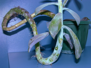 Succulent plant Graptoveria Fred Ives with a curved old trunk with protruding aerial roots and with...
