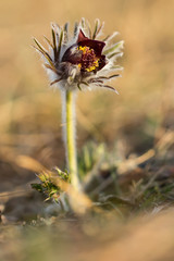 Pulsatilla pratensis ssp. Nigricans (Small pasque flower) rare grassland plant native to Europe, endangered plant species in endangered natural habitat, family Ranunculaceae