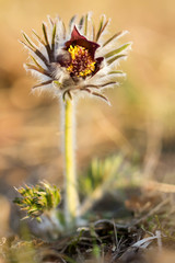Pulsatilla pratensis ssp. Nigricans (Small pasque flower) rare grassland plant native to Europe, endangered plant species in endangered natural habitat, family Ranunculaceae