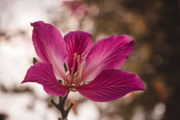 pink flower in garden