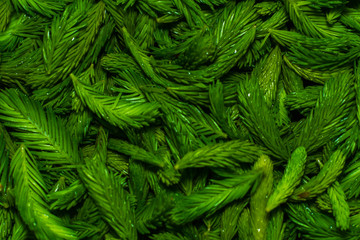 young green spruce buds close-up.