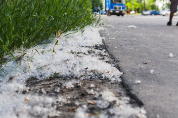poplar fluff is on the side of the road.