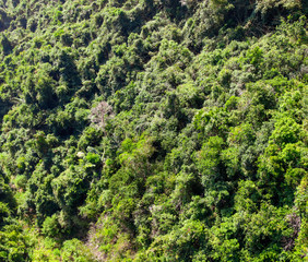 Dense thickets, trees in the jungle.