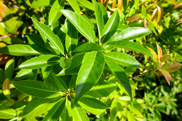 Leaves on a tree in a park