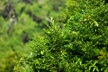 Leaves on a tree in a park