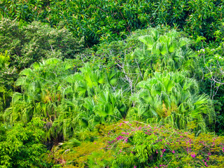 Fototapeta premium Dense thickets, trees in the jungle.