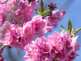 満開の濃いピンクの花桃の花