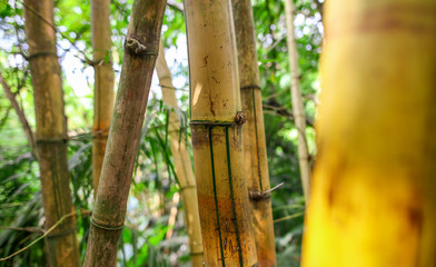 Bamboo stalks as a background
