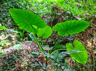 A large green leaf of a plant.