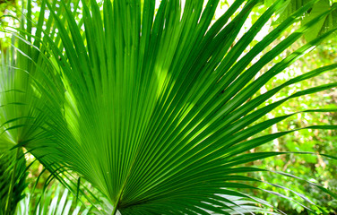 A large branch of a palm leaf