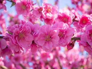 満開の濃いピンクの花桃の花