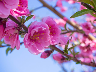 満開の濃いピンクの花桃の花