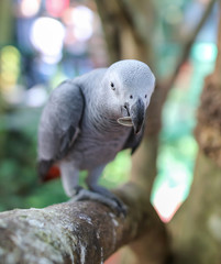 Fototapeta premium A parrot eats a seed in the park.