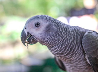 A parrot eats a seed in the park.