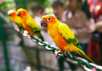 Portrait of a parrot in the park