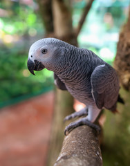 Portrait of a parrot in the park