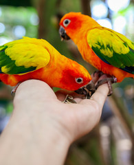 Two parrots eat sunflower seeds from the hands of a man in the park.
