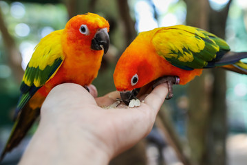 Two parrots eat sunflower seeds from the hands of a man in the park.