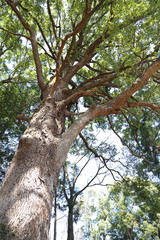 大きな木　big tree