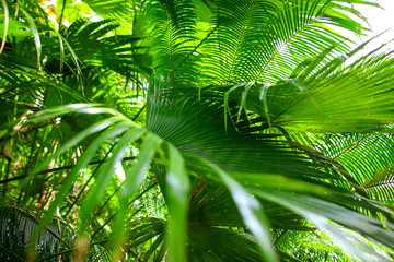 A large branch of a palm leaf