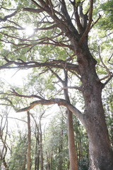 大きな木　癒しの木　big tree