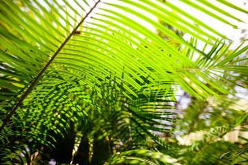 A large branch of a palm leaf