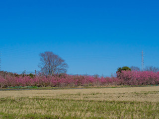 満開の濃いピンクの花桃の畑