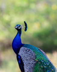 Obraz premium Indian Peafowl Male Peacock at Yala National Park