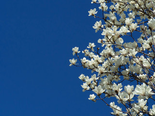 青い空と木蓮の花
