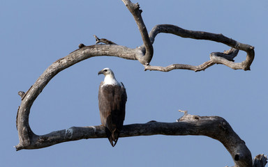 White Bellied Sea Eagle, Yala Stage 5 in Sri Lanka