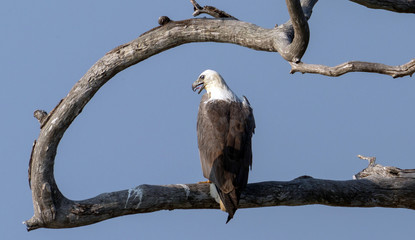 White Bellied Sea Eagle, Yala Stage 5 in Sri Lanka