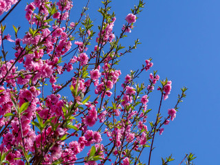 満開の濃いピンクの花桃の花