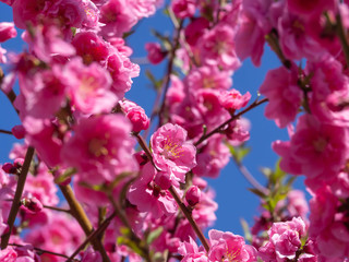 満開の濃いピンクの花桃の花