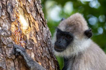 Tufted Gray Langur, photographed at Yala National Park Block 5 in Sri Lanka