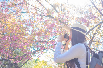 Smiling woman traveler in pink sakura blossom park at doi inthanon landmark chiang mai thailand with backpack holding vintage camera on holiday, relaxation concept, travel concept