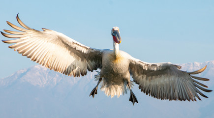 Obraz premium Dalmatian Pelican of Kerkini Lake