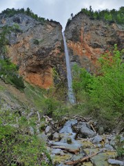 Obraz premium forest