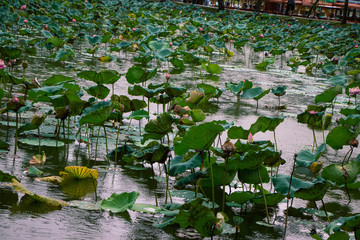 Fototapeta na wymiar Lotus in the pond on a rainy day