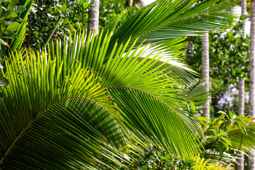 Plakat Beautiful palm trees in the park.
