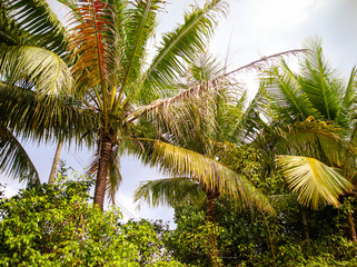 Fototapeta na wymiar Beautiful palm trees in the park.