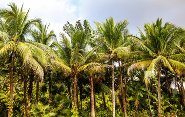 Obraz premium Beautiful palm trees against the blue sky